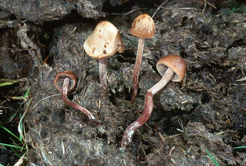 Panaeolus acuminatus